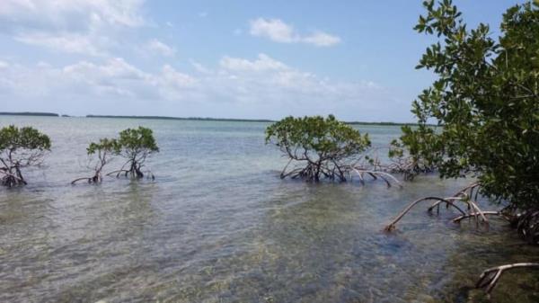 一种致命的疾病正在袭击佛罗里达的红树林UCF的研究人员认为他们有一个解决方案
